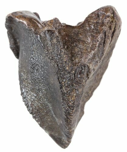 Triceratops Tooth Crown (Partially Rooted) - Montana #53125